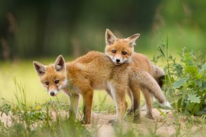 Istock-1203158562
